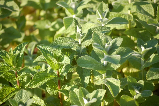 Morrocon mint on the left, apple mint on the right, there's a Surplus of the Morrocon at the moment