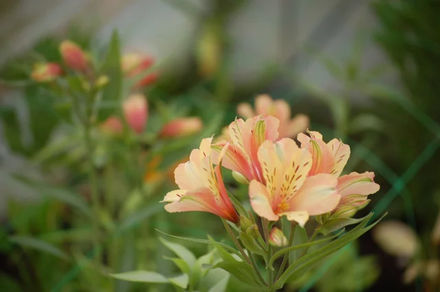 alstroemeria.jpg