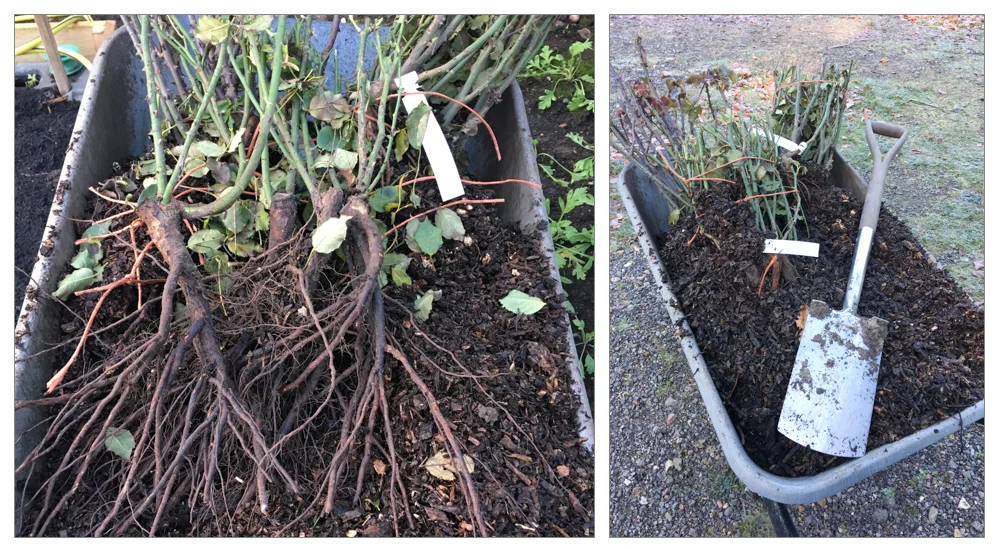 Bare root plants are grown in the field and dug up when dormant, they need to be kept moist and covered and planted as soon as possible, as little as half an hour in the cold and wind at this time of year can be an issue, I use bark chip as a material to cover them up. If you can't plant them the day they arrive, they need to be "heeled in" - dig a hole and cover the roots with compost or bark chip - don't water, you don't want it to start growing.