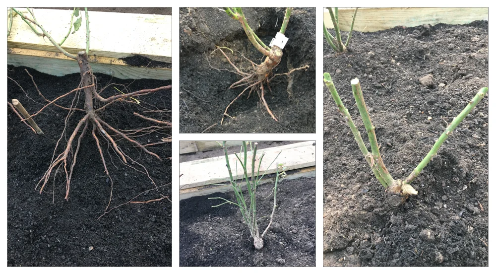Planting roses.jpg