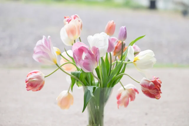 Tulips bending naturally after a week pick and plonked in a vase....
