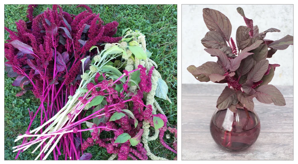 Amaranthus red army, and caudatus, which are grown on the vegetable patch, as well as the flower garden. 