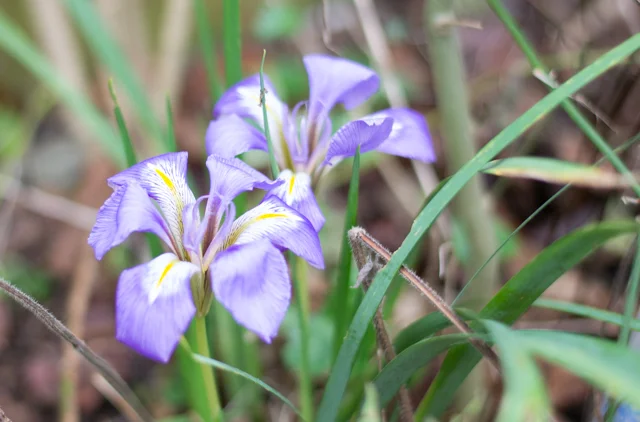 January 1st Iris Unguicularis flowering in the garden