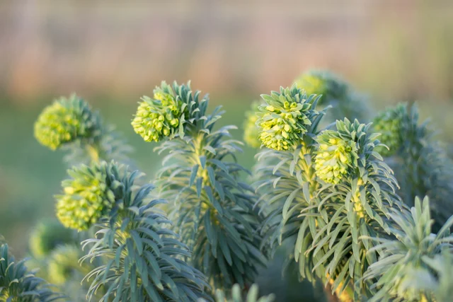 Euphorbia Wulfenii.jpg