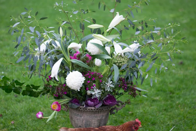 The chickens are now confined to quarters for both walking in front of my photos, and trying to scratch up my Hellebore buds