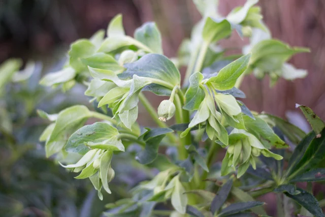 Hellebore Foetidus.jpg