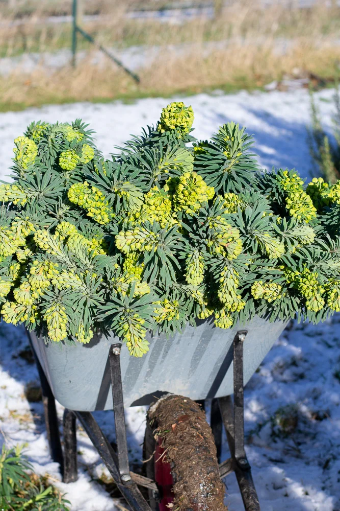 We did manage to cut a big barrow of Euphorbia