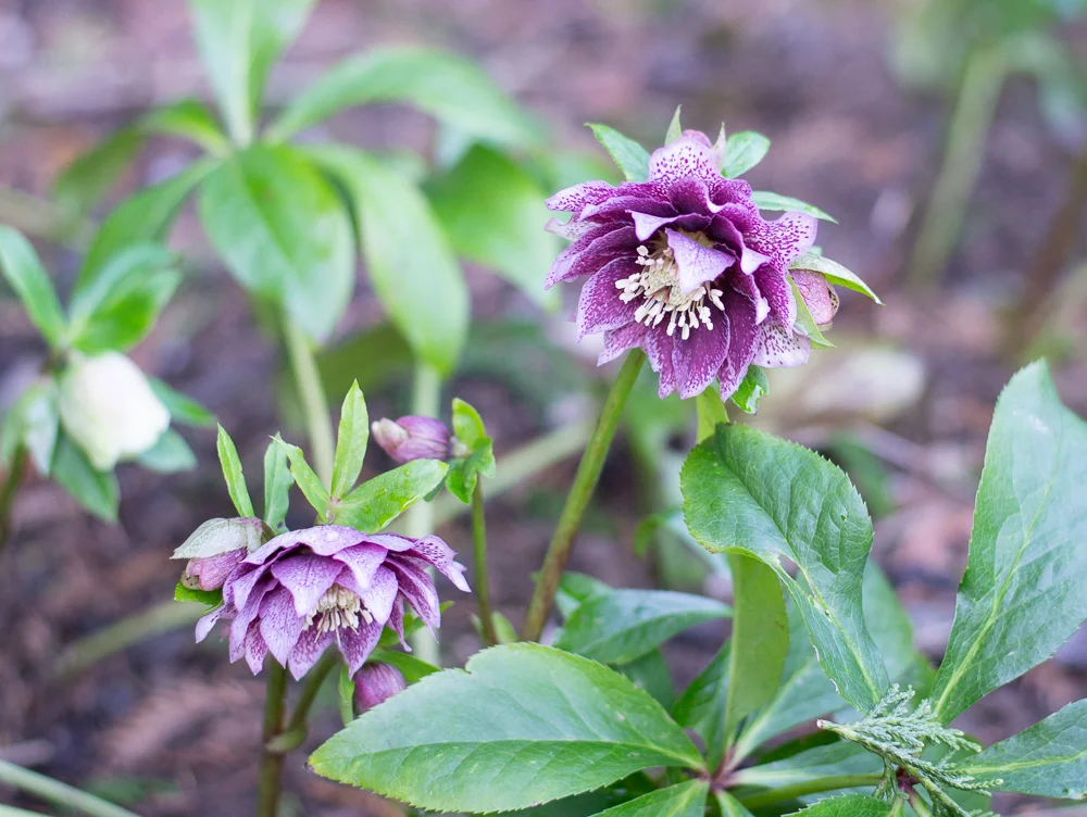 Purple and white looking strong