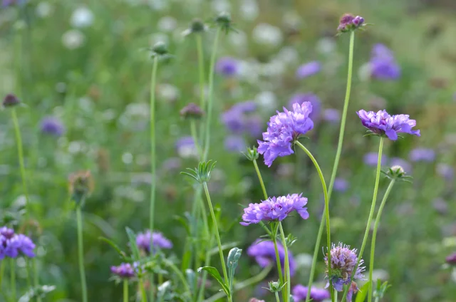 scabious blue.jpg
