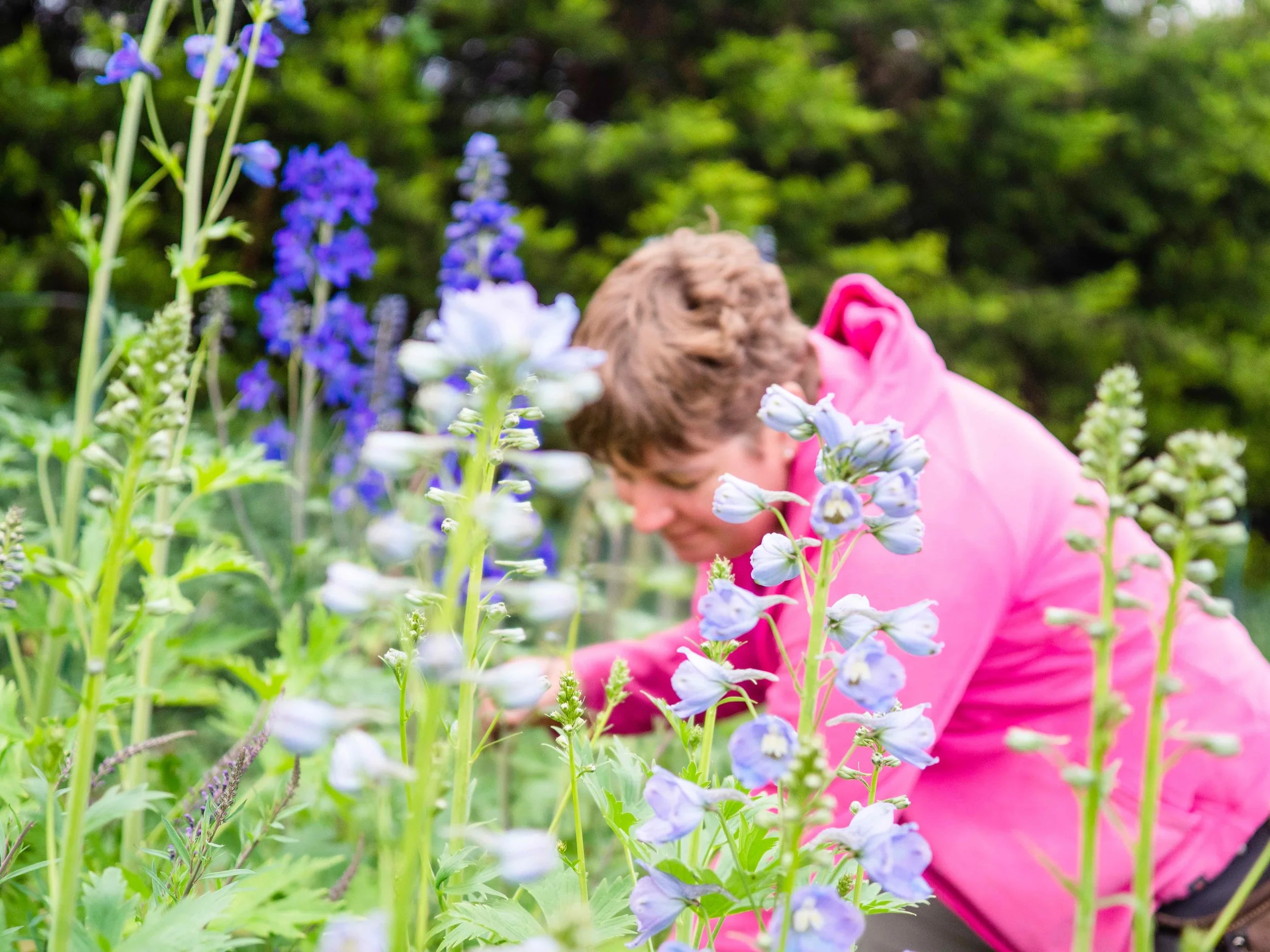 Claire cutting delphiniums.jpg