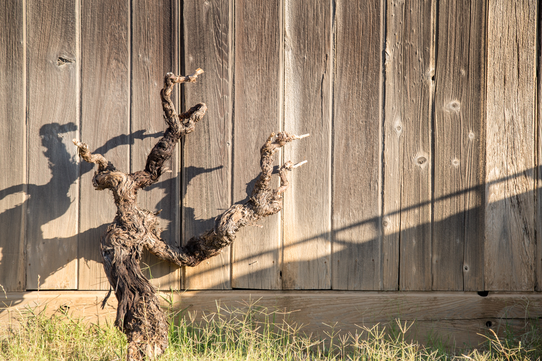 Winery Landscape Photography by Sonoma Bottle