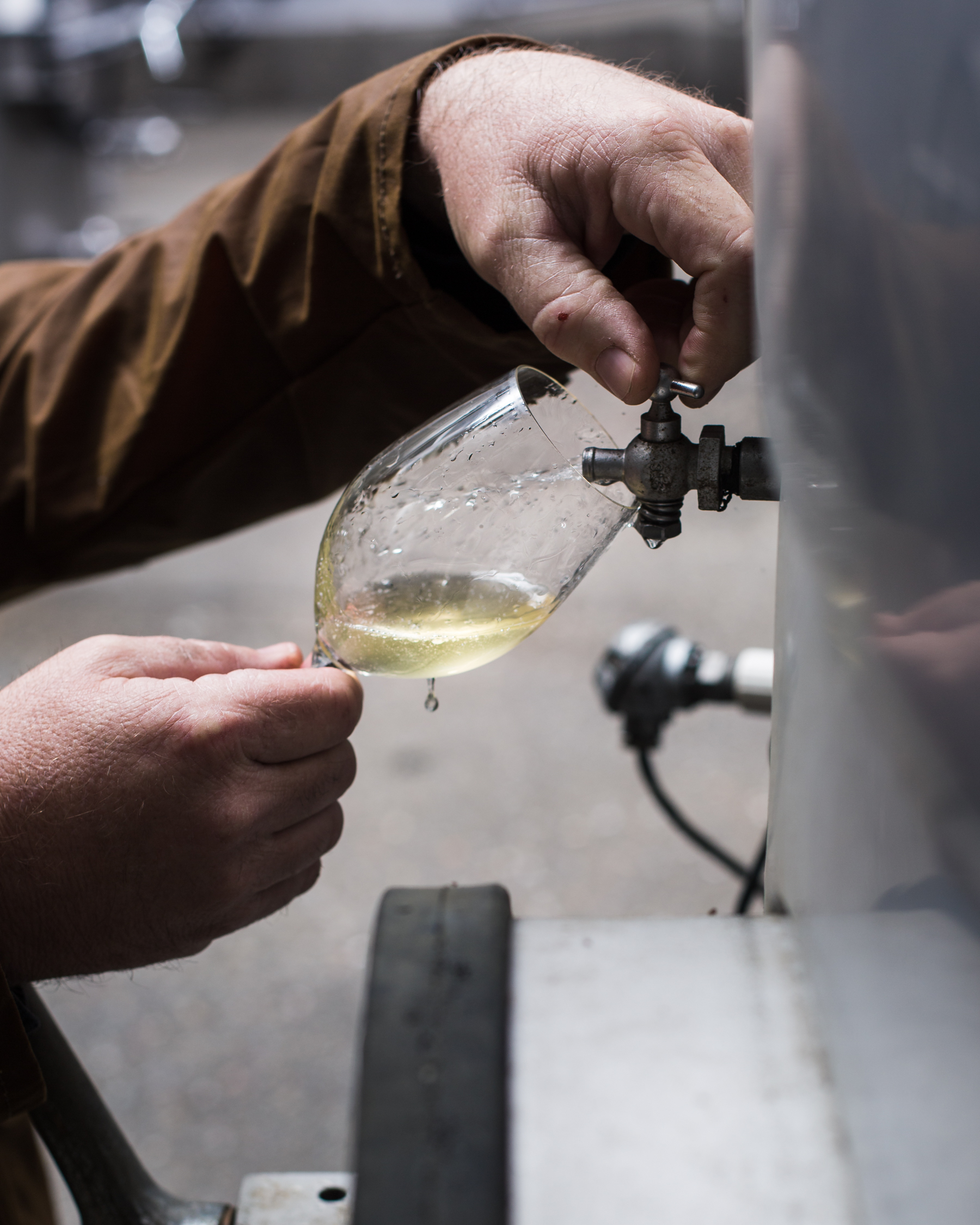 Wine tasting Lifestyle Photograph by Sonoma Bottle