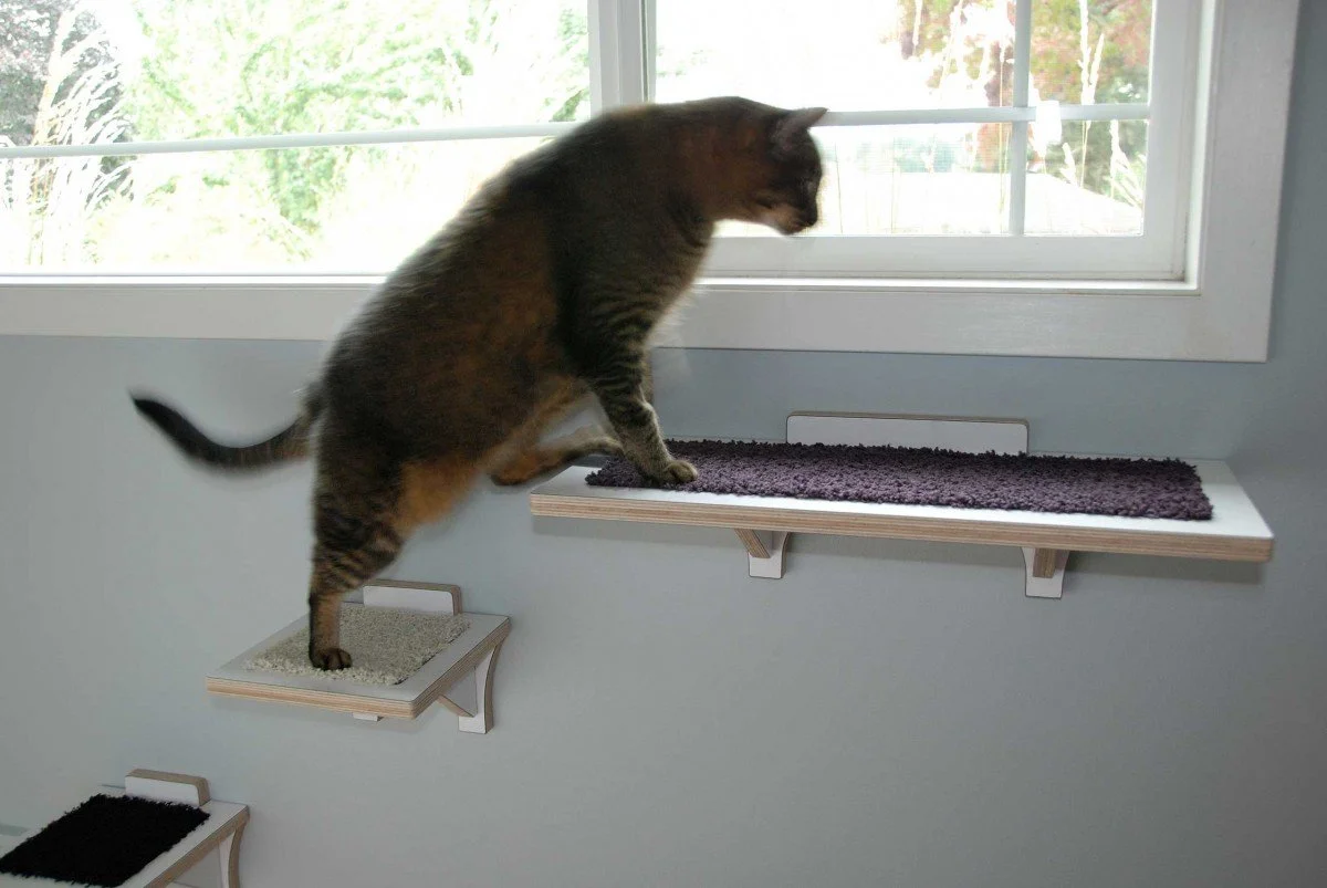 Indoor Enrichment Ideas — Cats Safe at Home