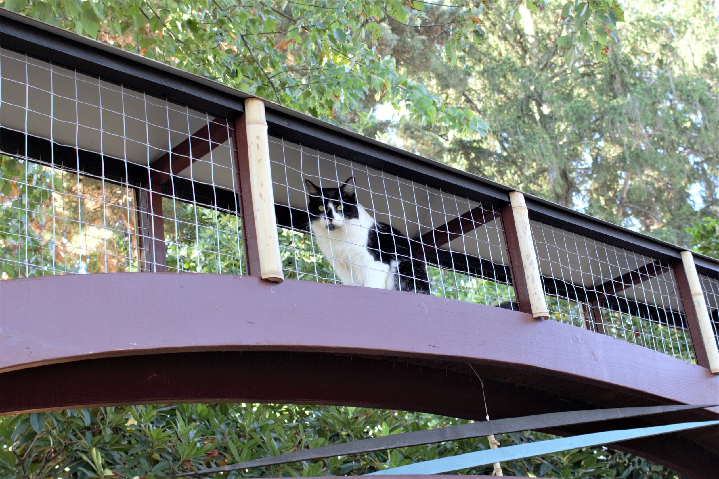 Catio — Cats Safe at Home