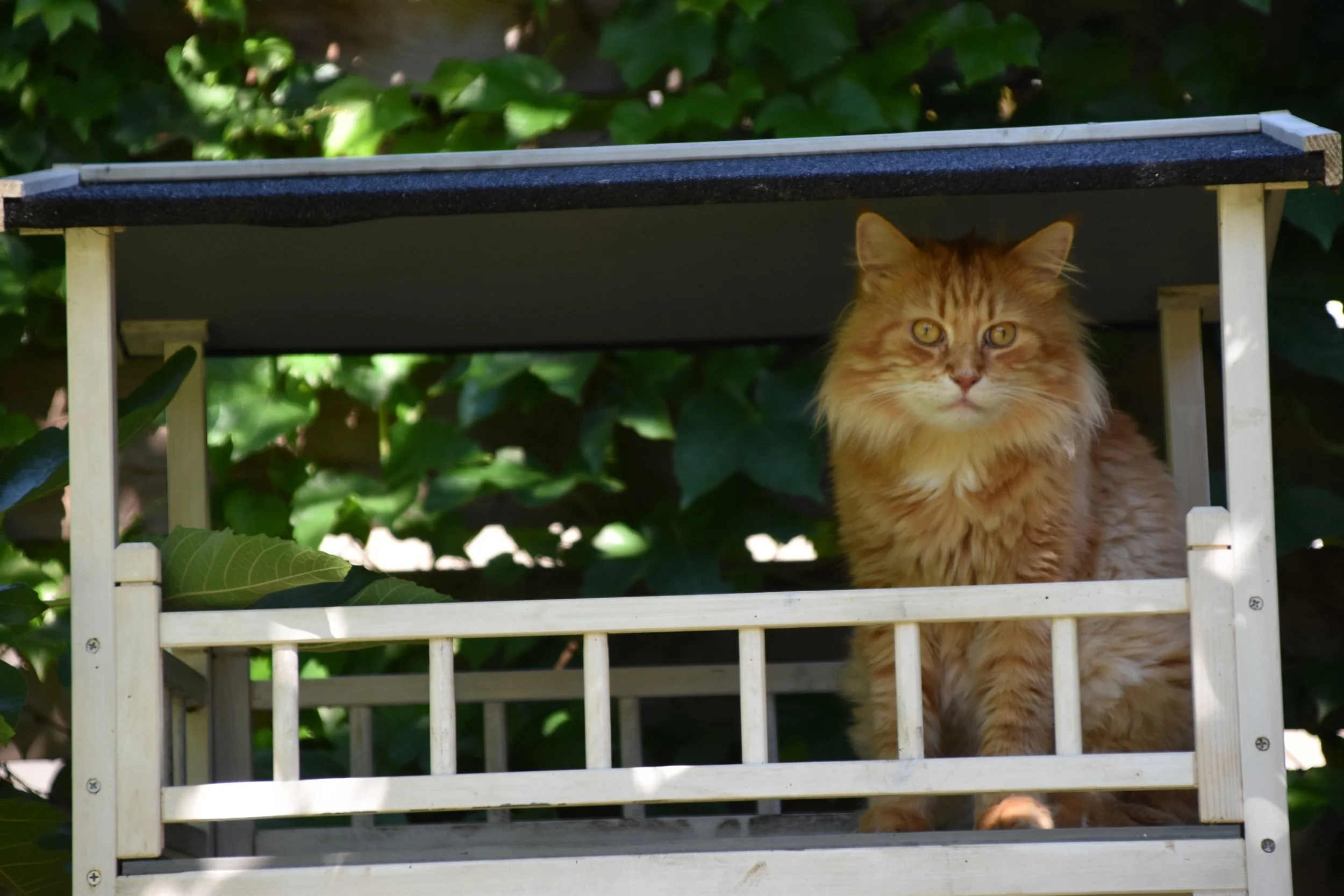 Copy of DSC_0392.JPG