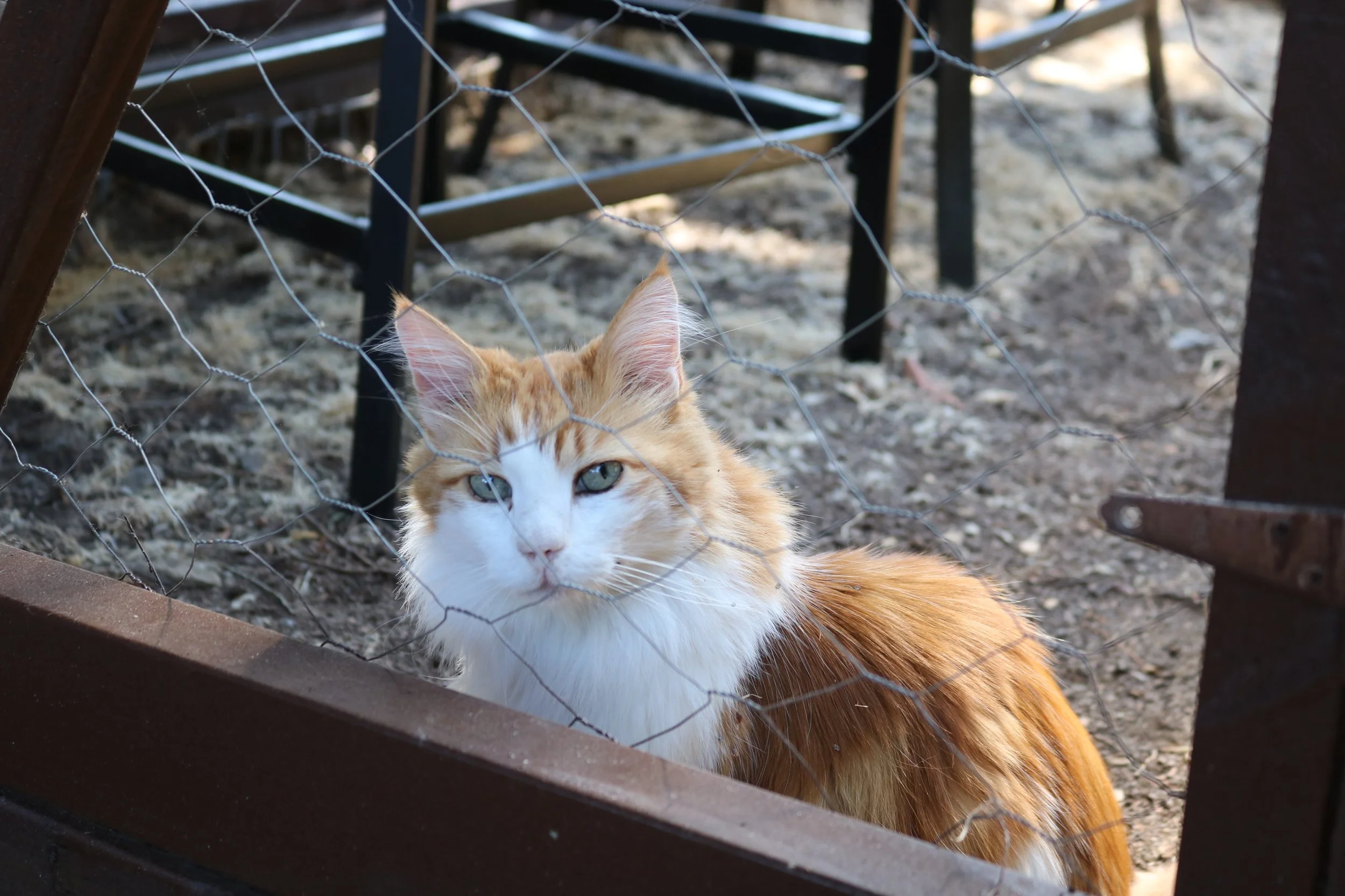 2023catio-tour-eventday-12.JPG