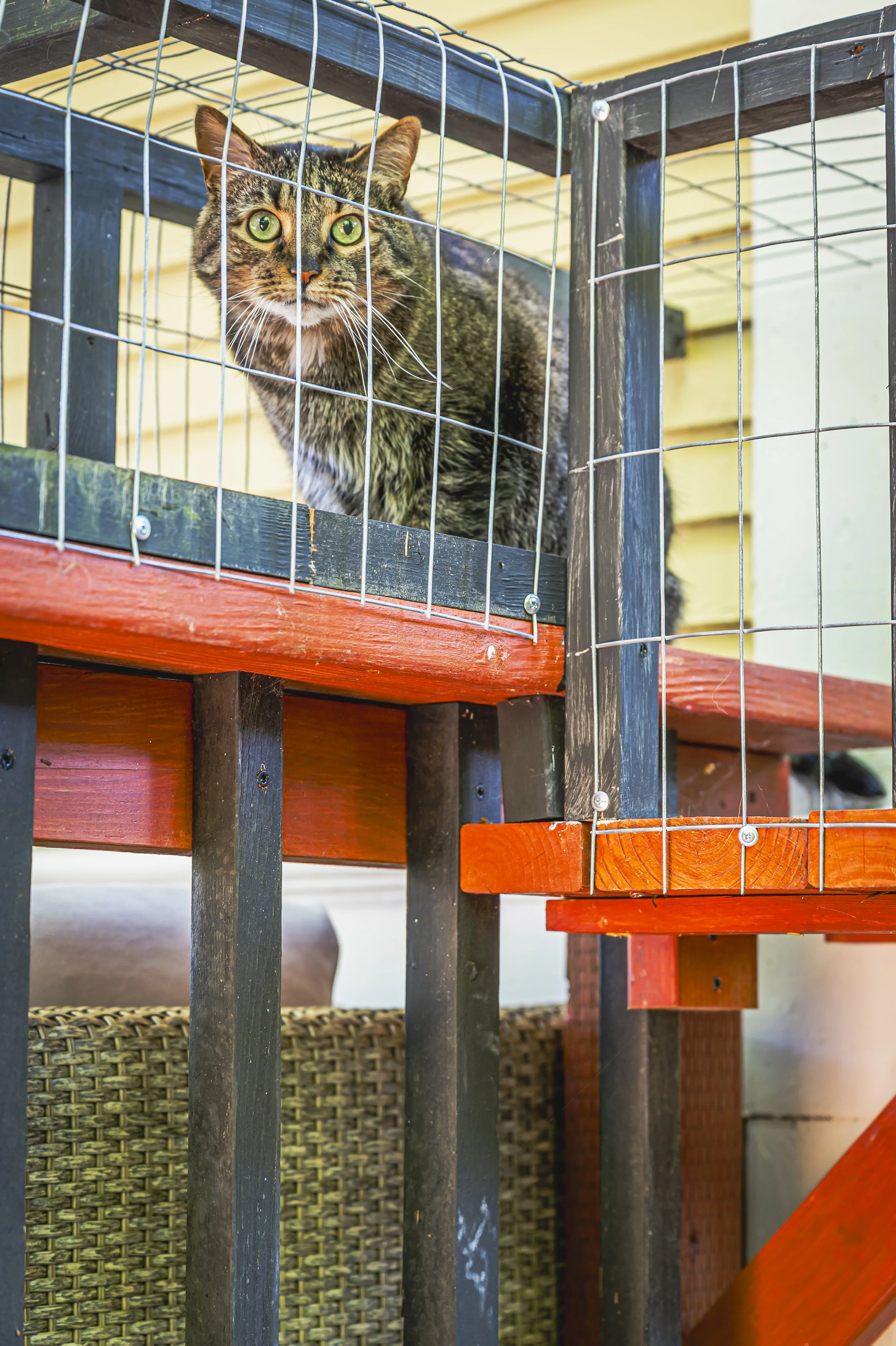 Catio - 4011 SE Clinton Ave edits (5 of 33).jpg