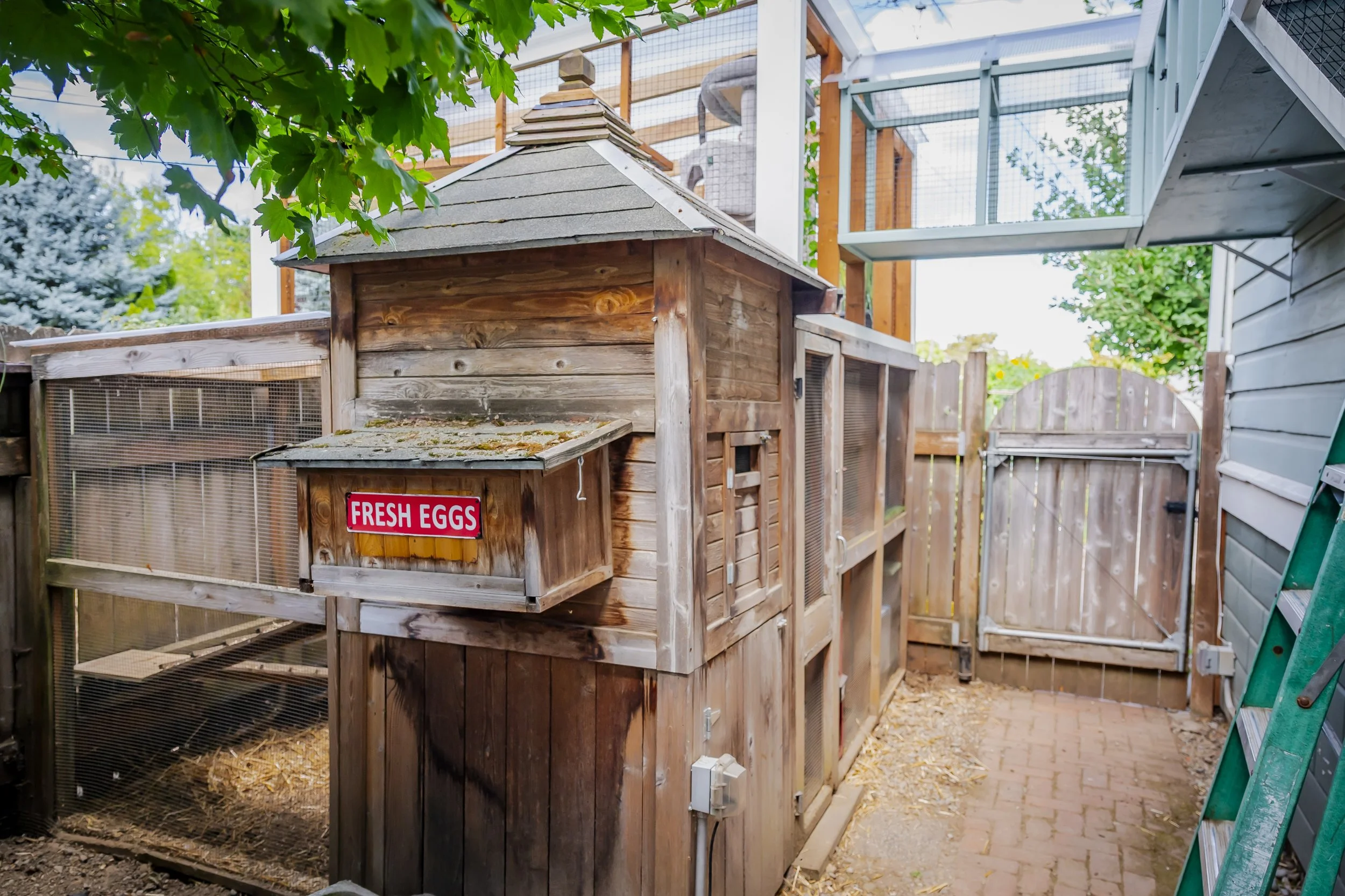 Catio 6: Gumbo’s Chicken Watch