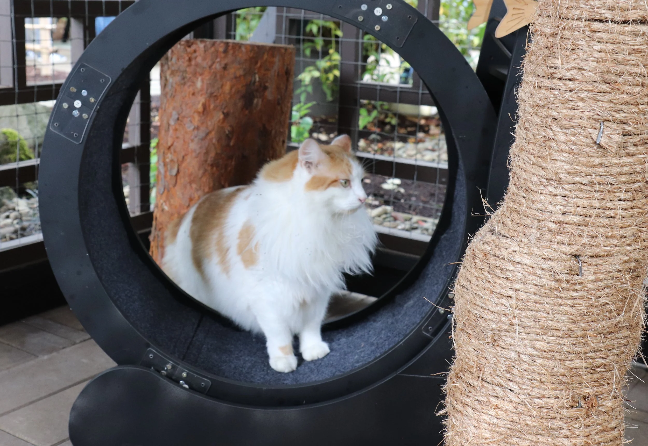 Catio Tour 17 Ali BermanJPG.jpg
