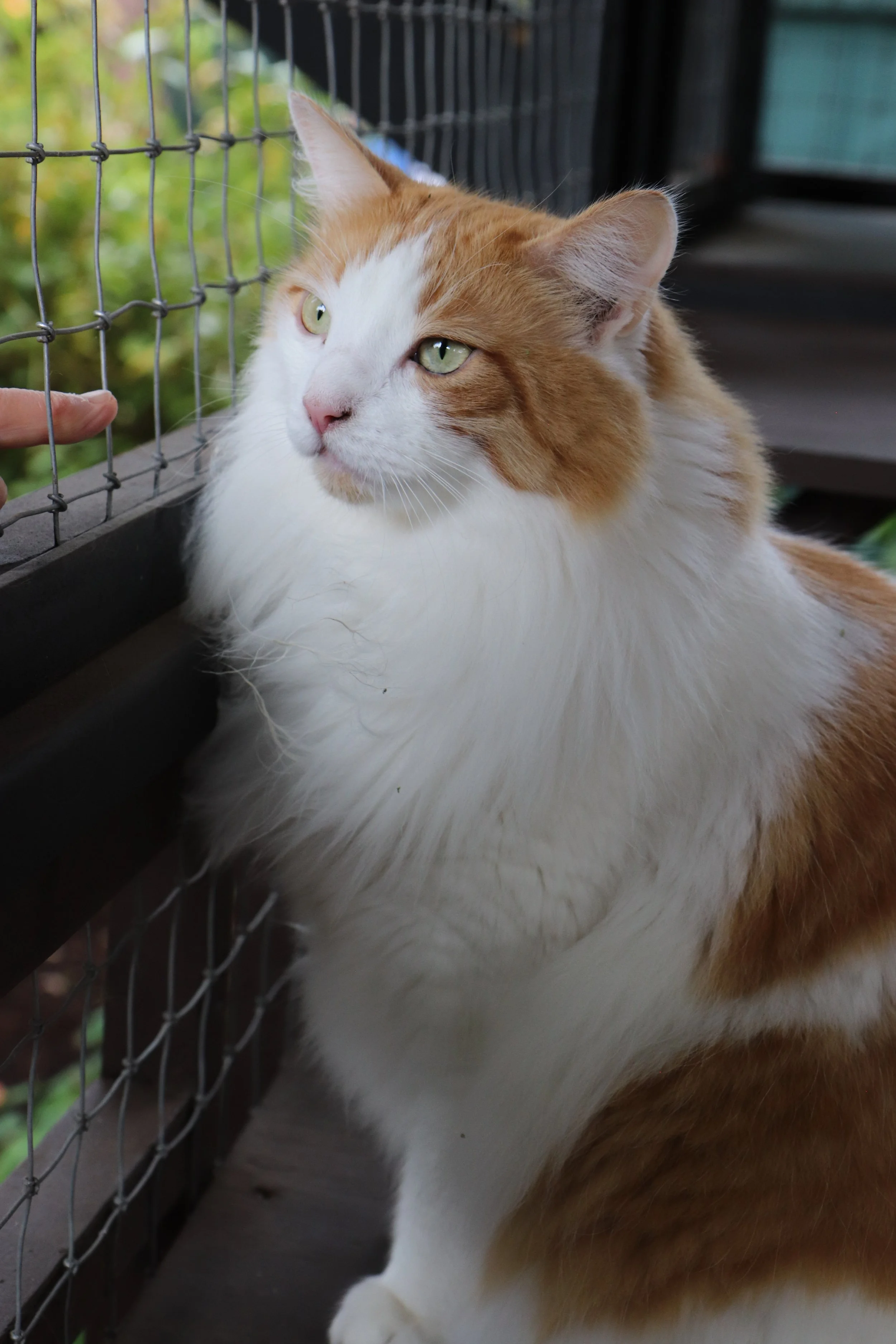 Catio Tour 23 Ali BermanJPG.jpg
