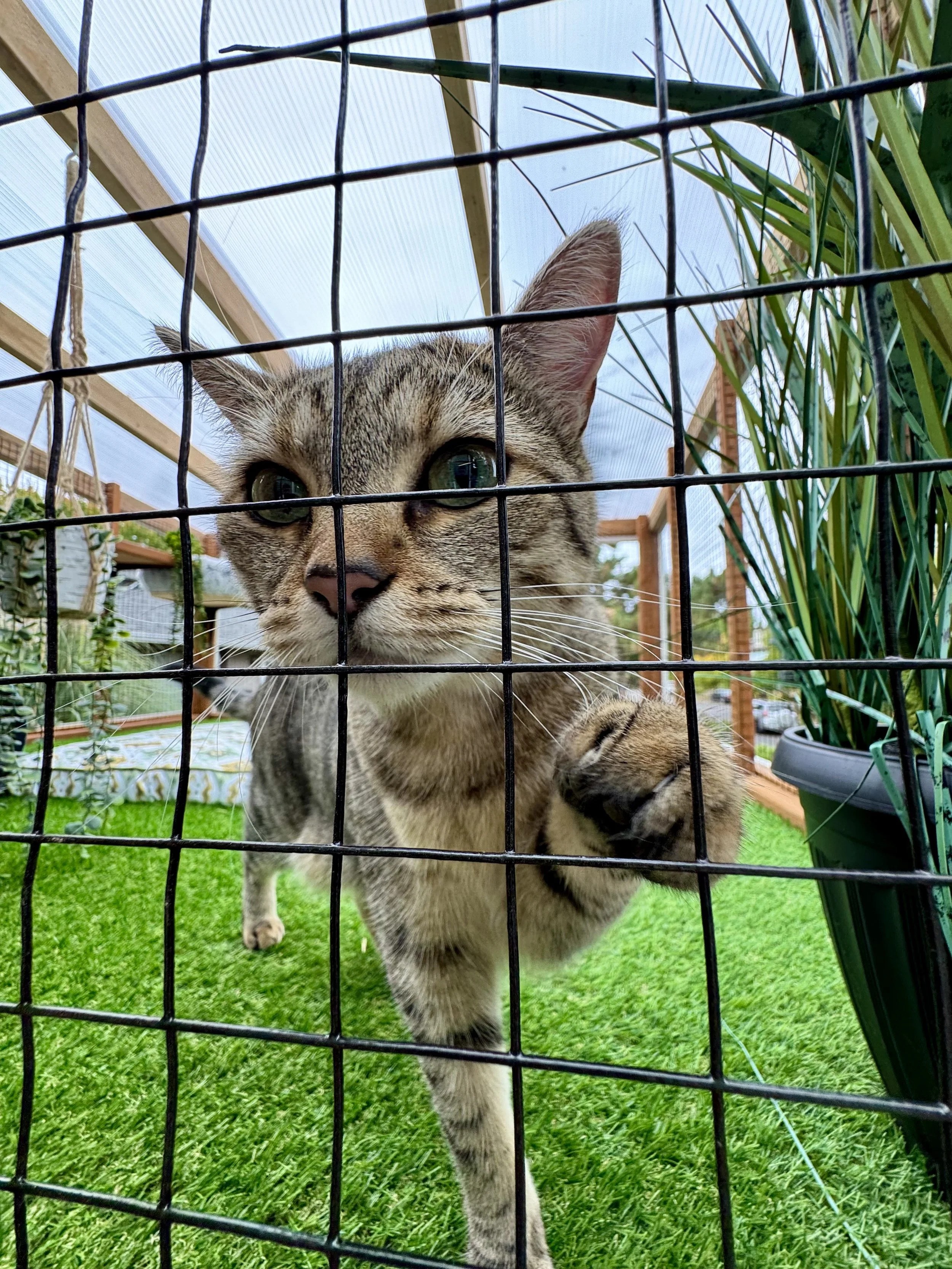 Catio Tour Marnie Mcphee_8258.jpg