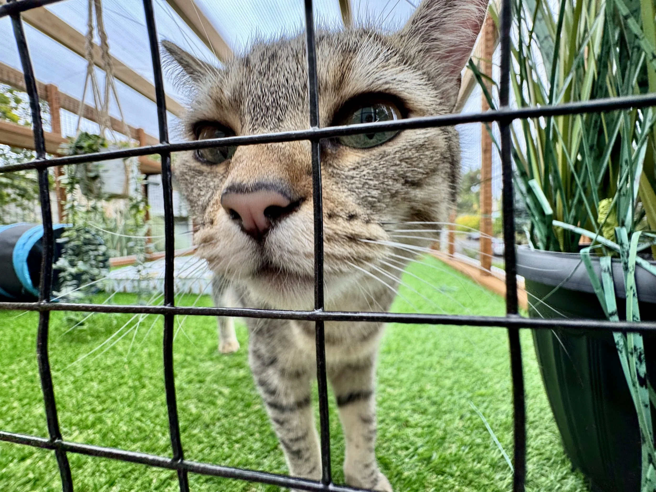 Catio Tour Marnie Mcphee_8264.jpg