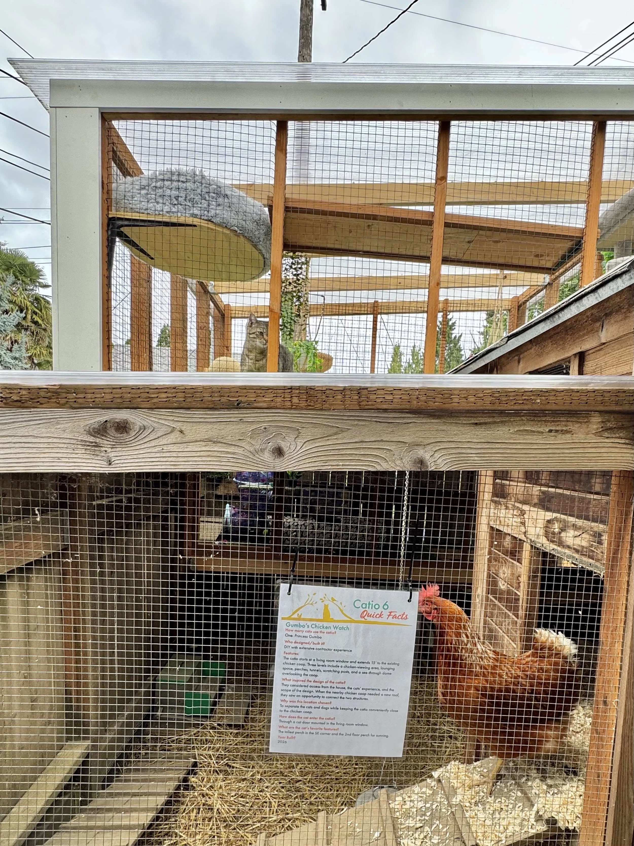 Catio Tour Marnie Mcphee_8276.jpg