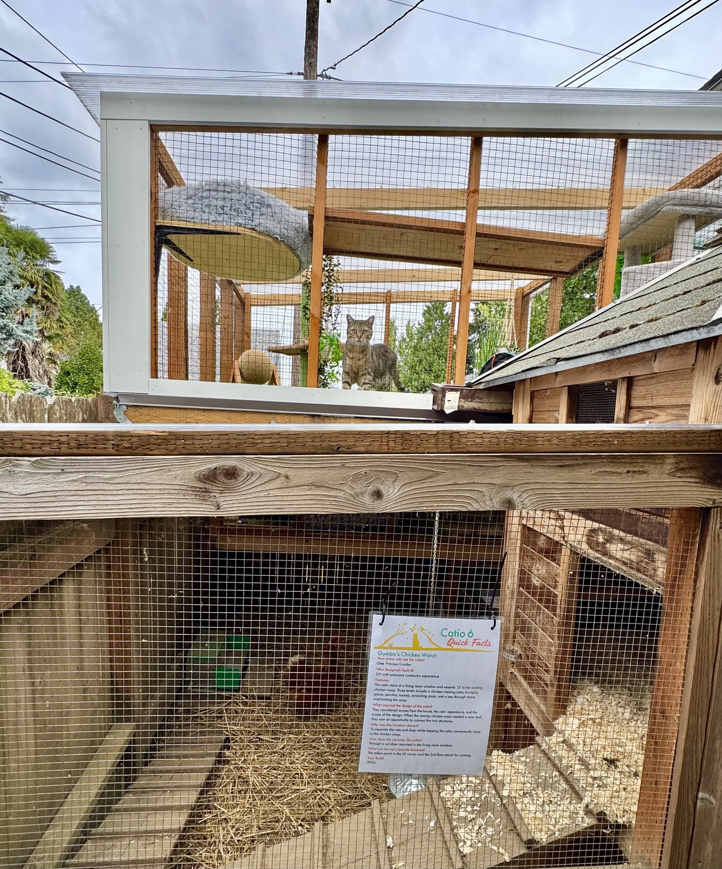 Catio Tour Marnie Mcphee_8285.jpg
