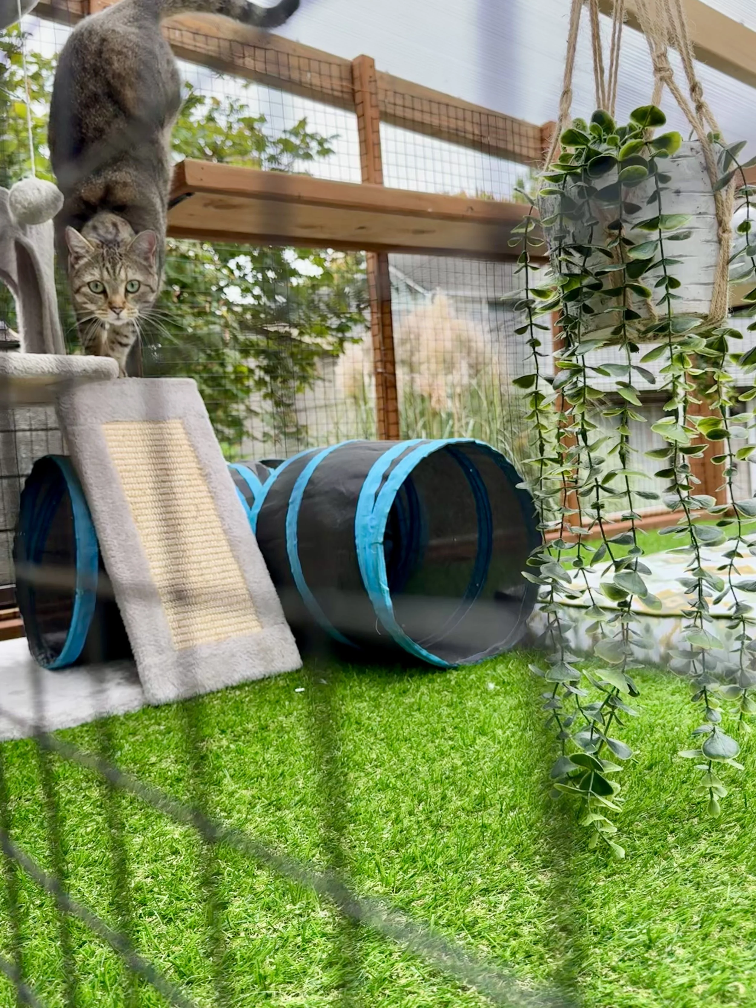 Catio Tour Marnie Mcphee_8303.jpg