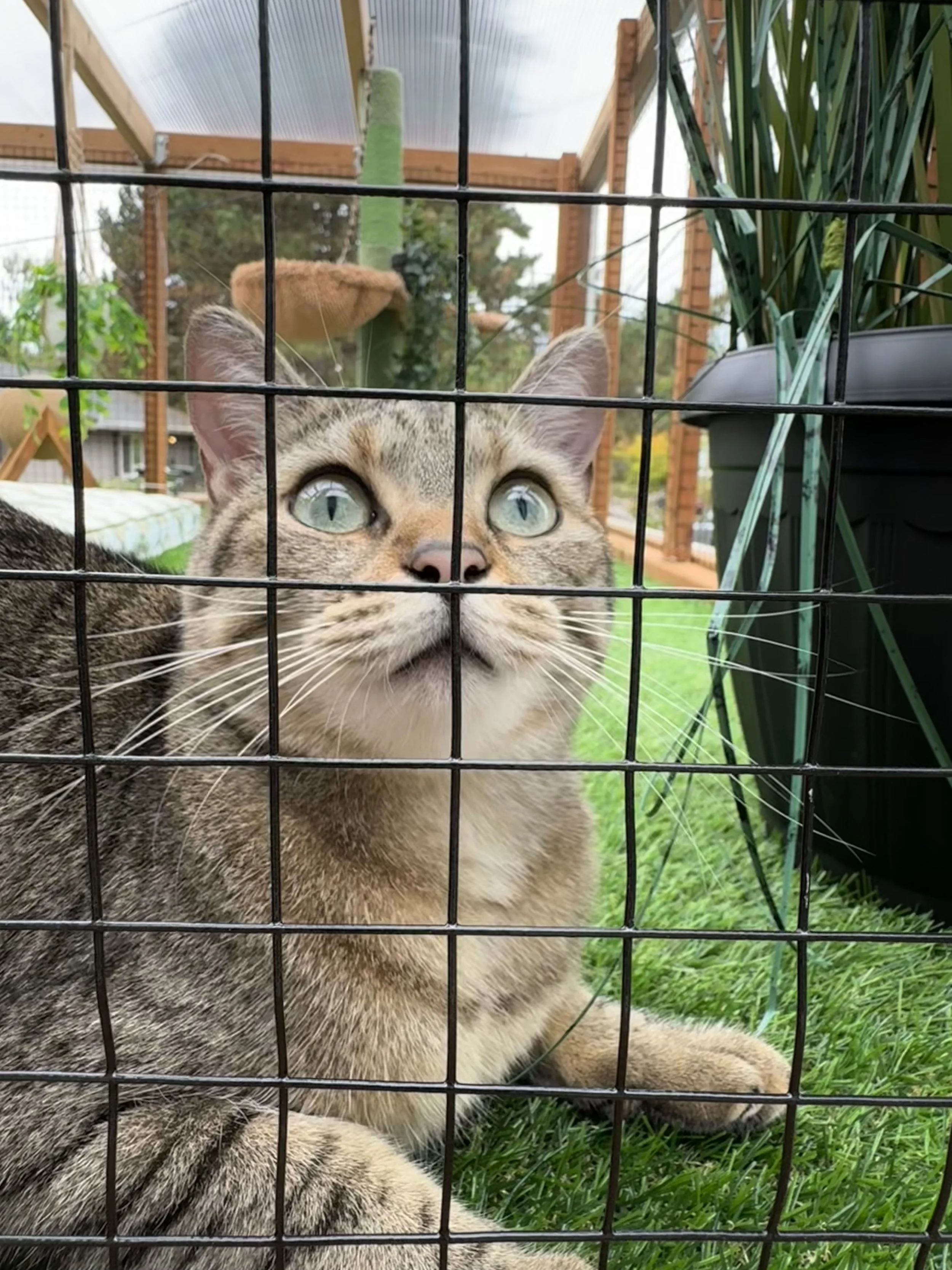 Catio Tour Marnie Mcphee_8304.jpg