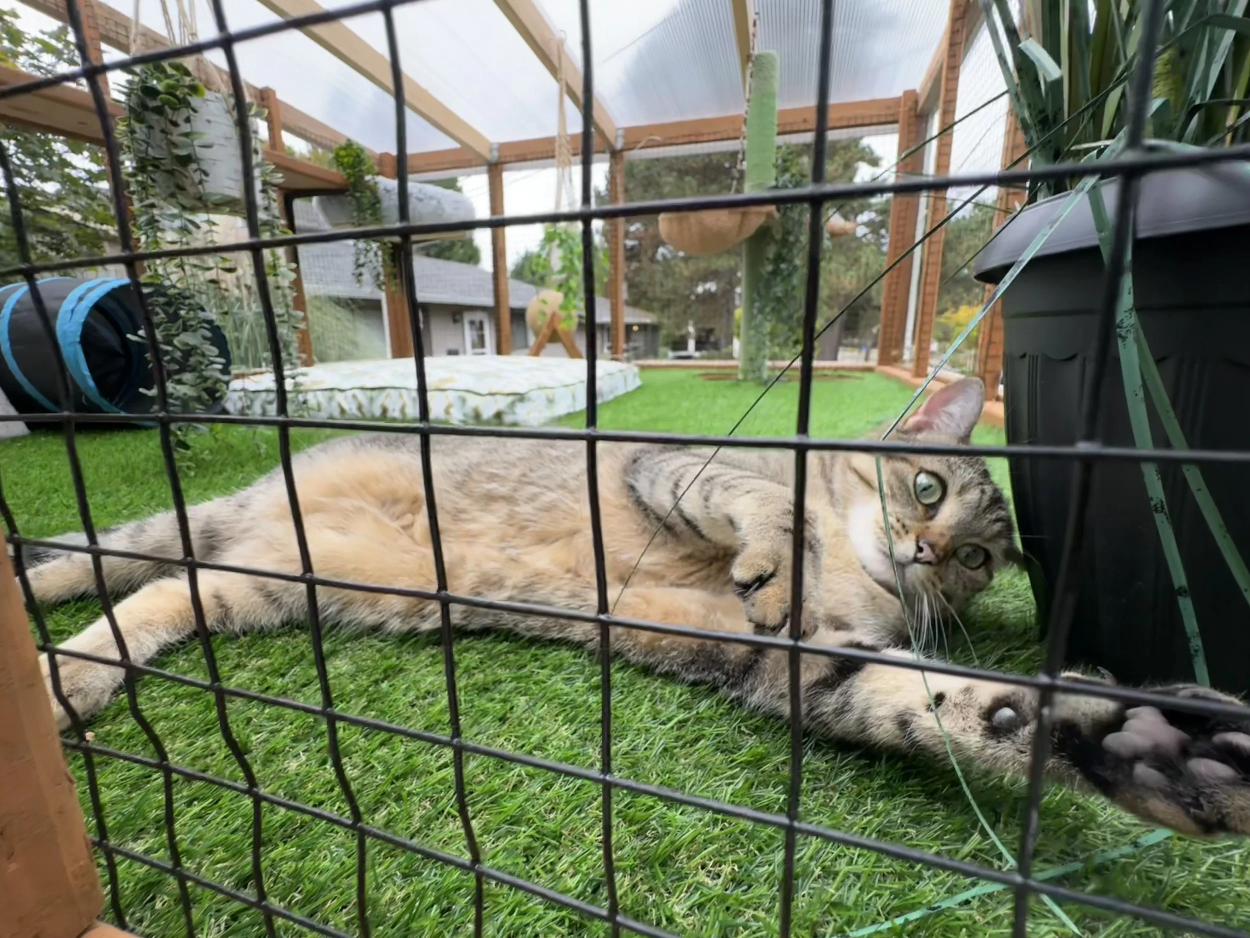 Catio Tour Marnie Mcphee_8307.jpg