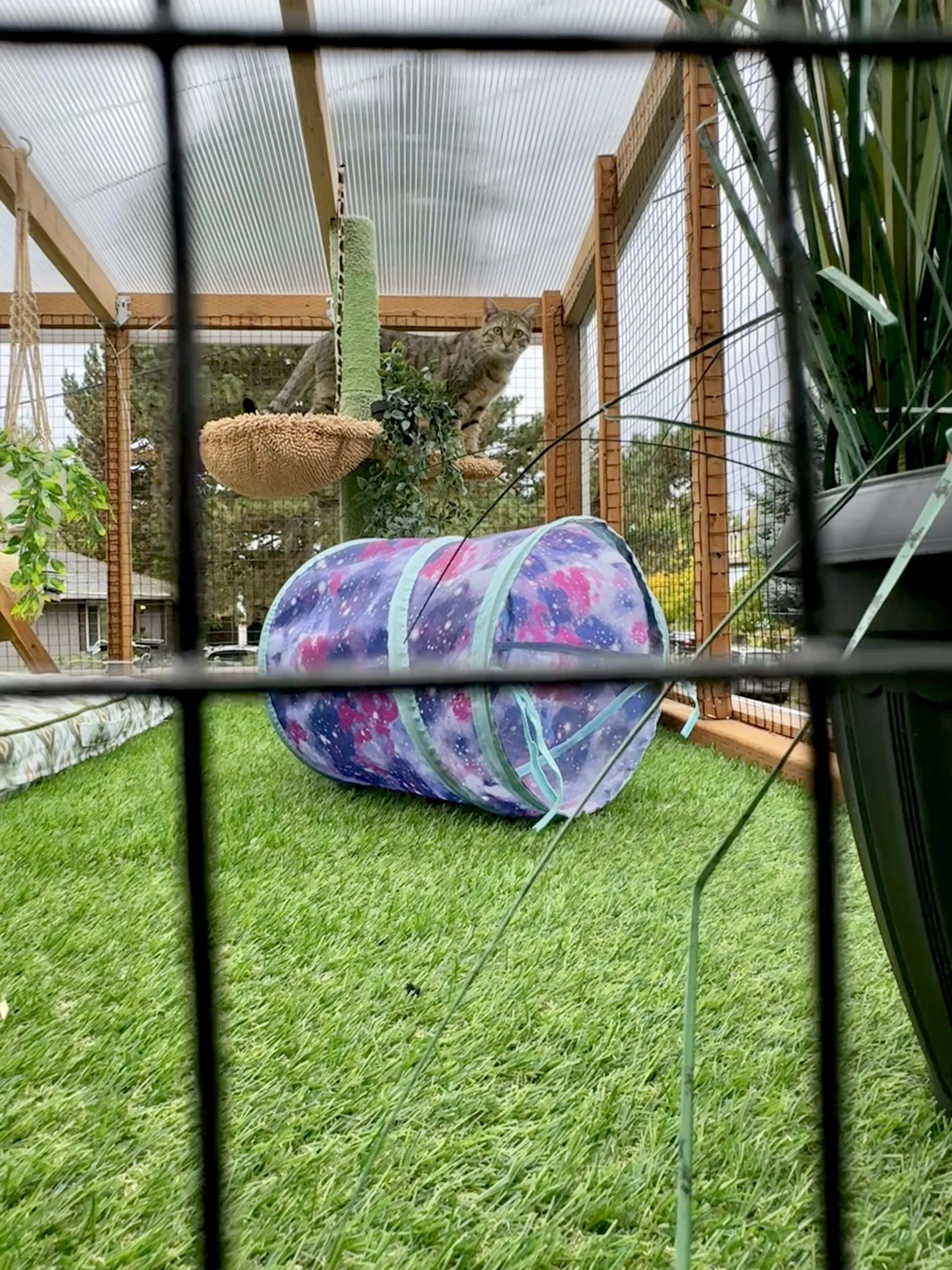 Catio Tour Marnie Mcphee_8312.jpg