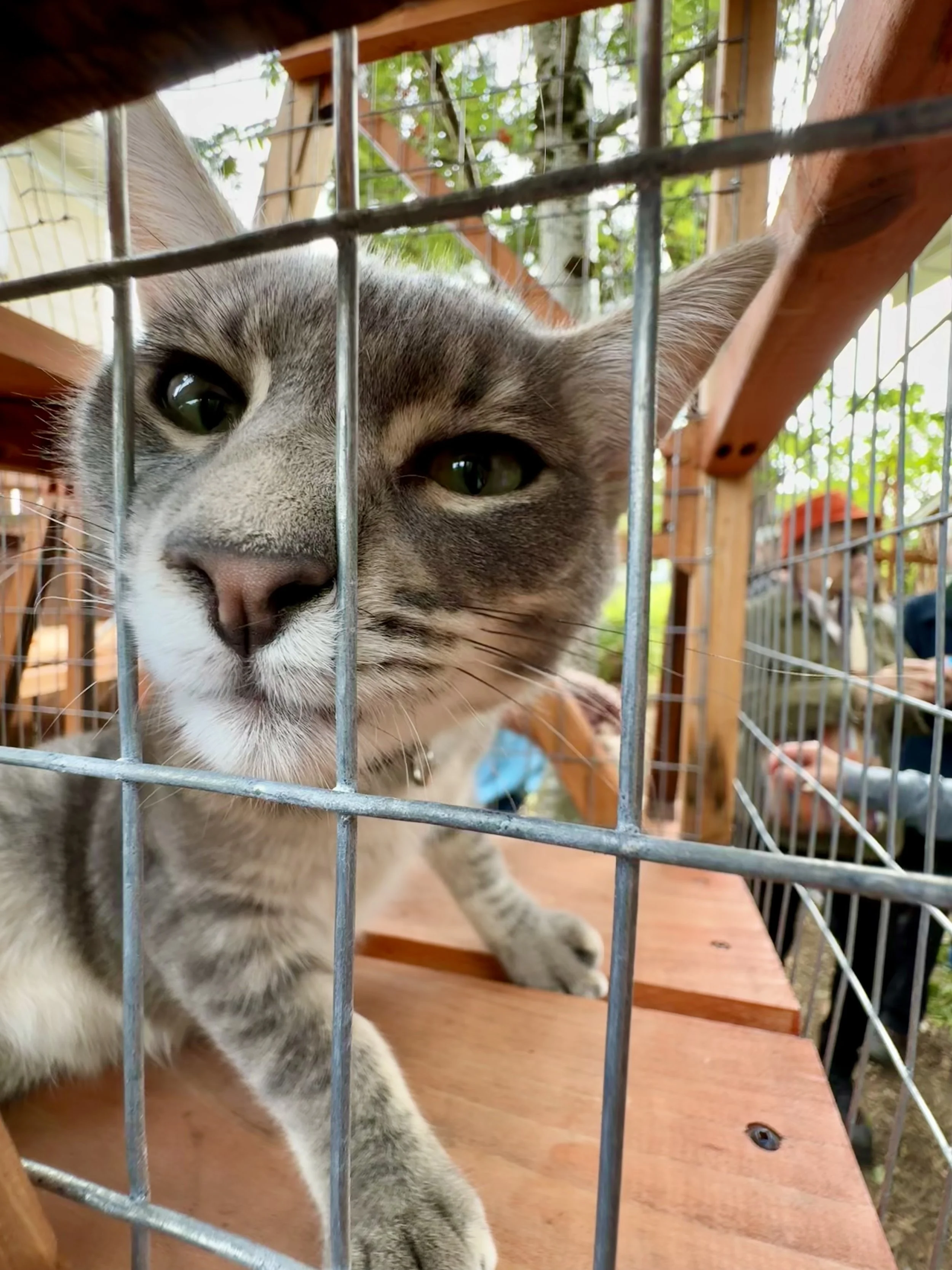 Catio Tour Marnie Mcphee_8393.jpg