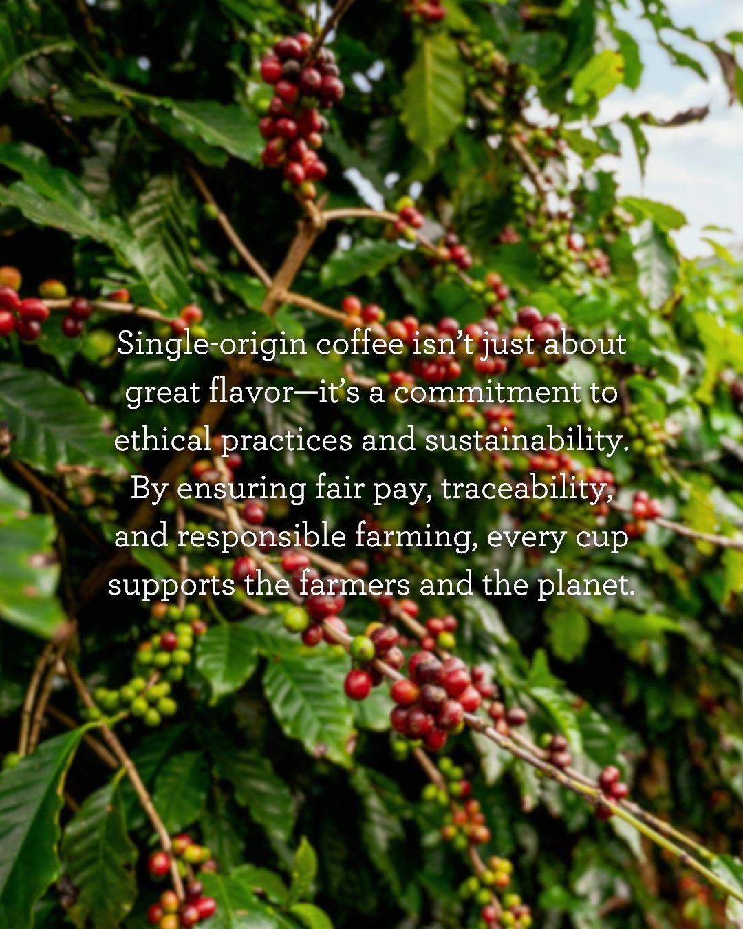 Single-origin coffee isn&rsquo;t just about incredible flavor&mdash;it&rsquo;s about doing good with every sip. When you choose single-origin, you're supporting fair wages, sustainable farming, and full transparency from farm to cup. It&rsquo;s bette