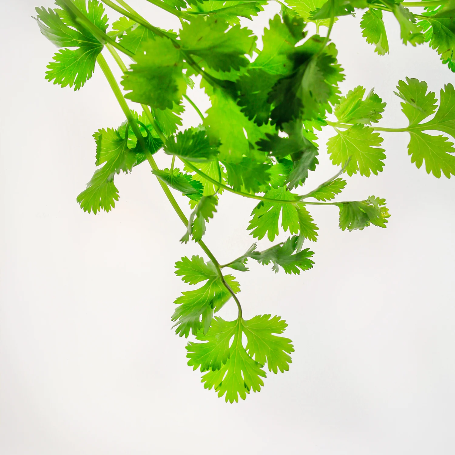 cilantro_4.jpg