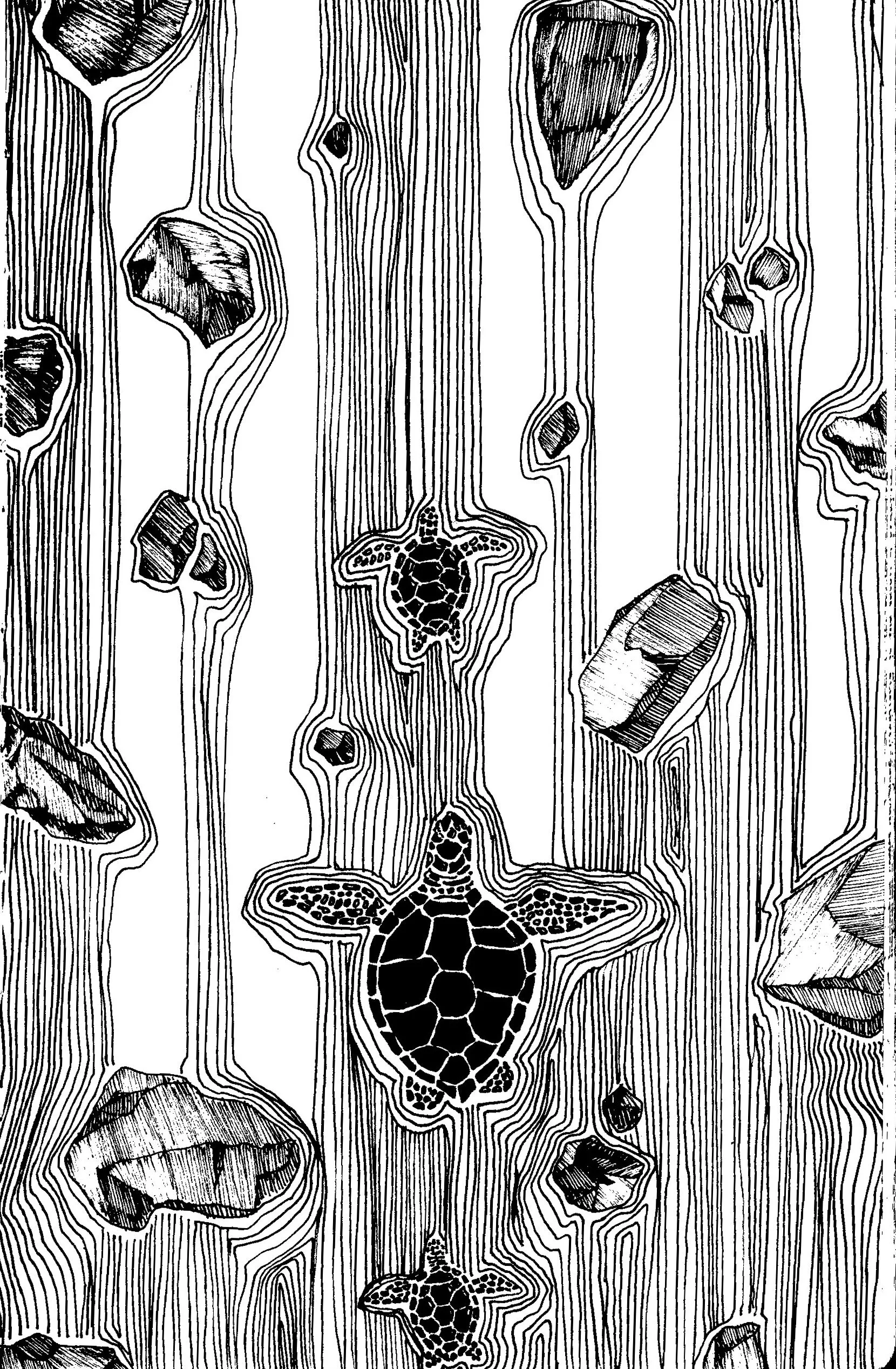 turtle009.jpg