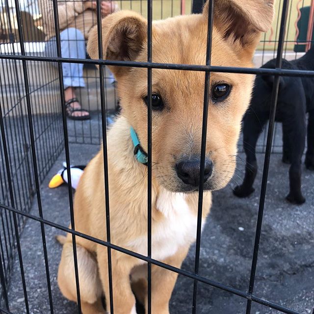 ADOPTION DAY at WabiSabi! @underdogrescuemoab is here with 5 beautiful PUPPIES from 10 AM to 1 PM! Come thrift and pet! #puppies #rescuedog #adopt