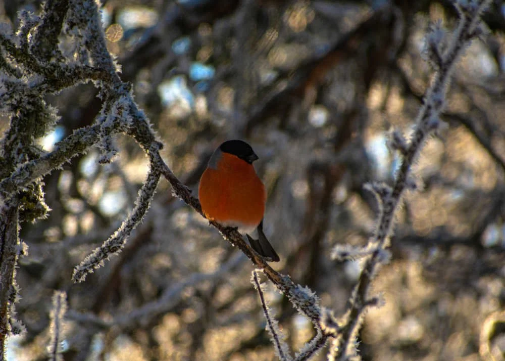 January - Bullfinch in Latvian frosty branches at my Moms garden. Spotted them on a brief trip to Latvia