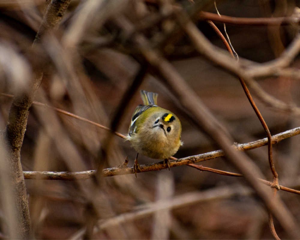 January - Sometimes I am spotted and this Goldcrest is quite clearly not pleased!