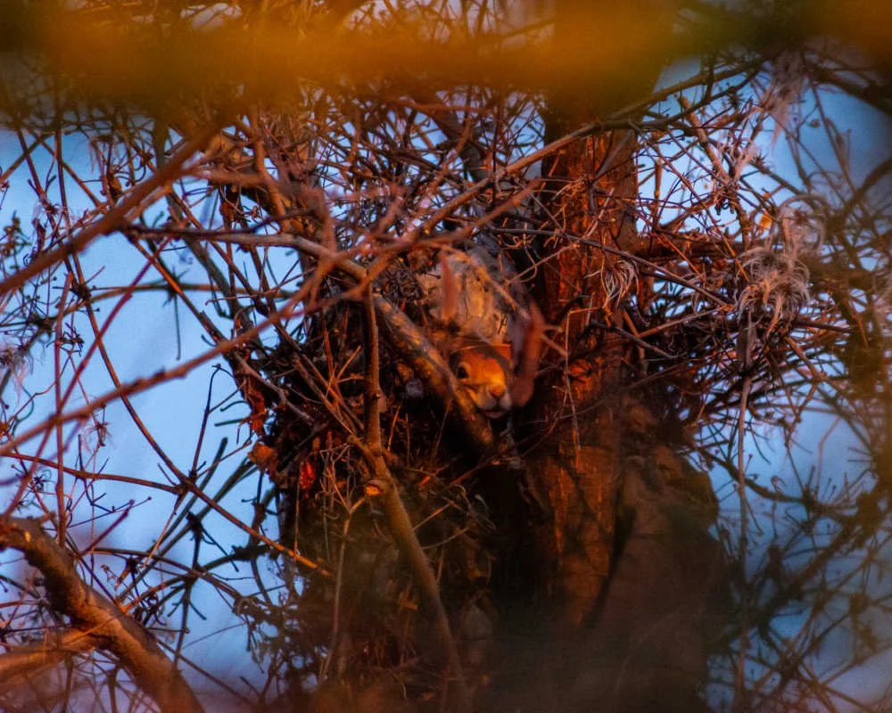 January - Squirrel, woken up by very first light of day. Still sleepy!
