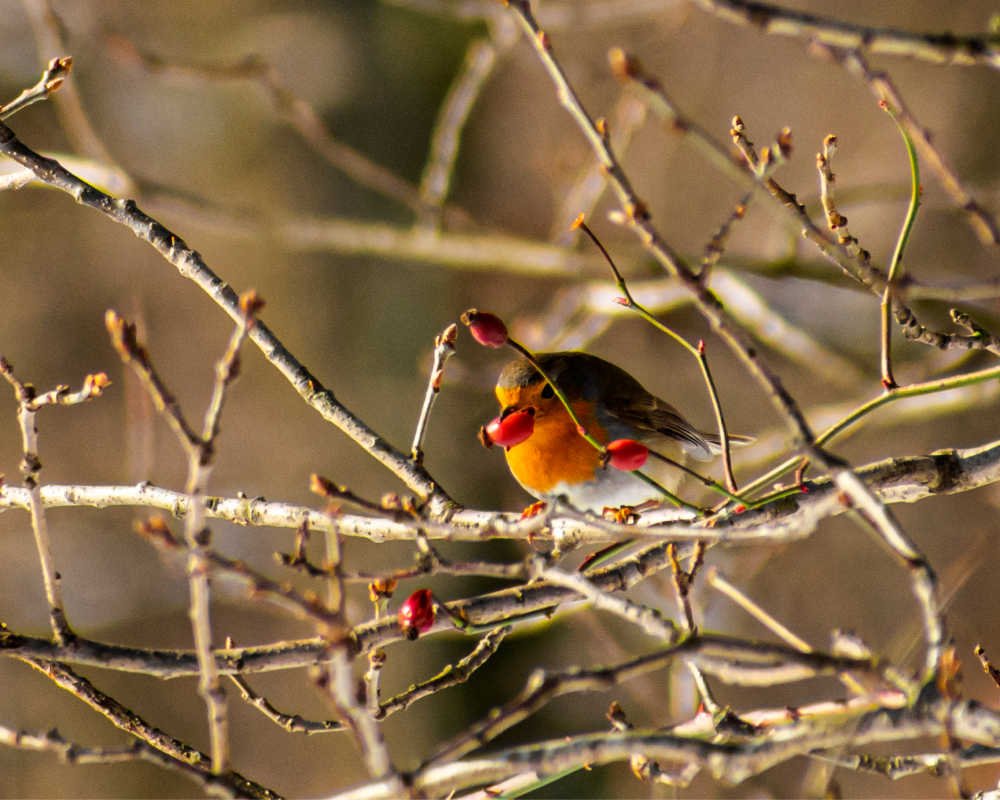 January - Robin and berry