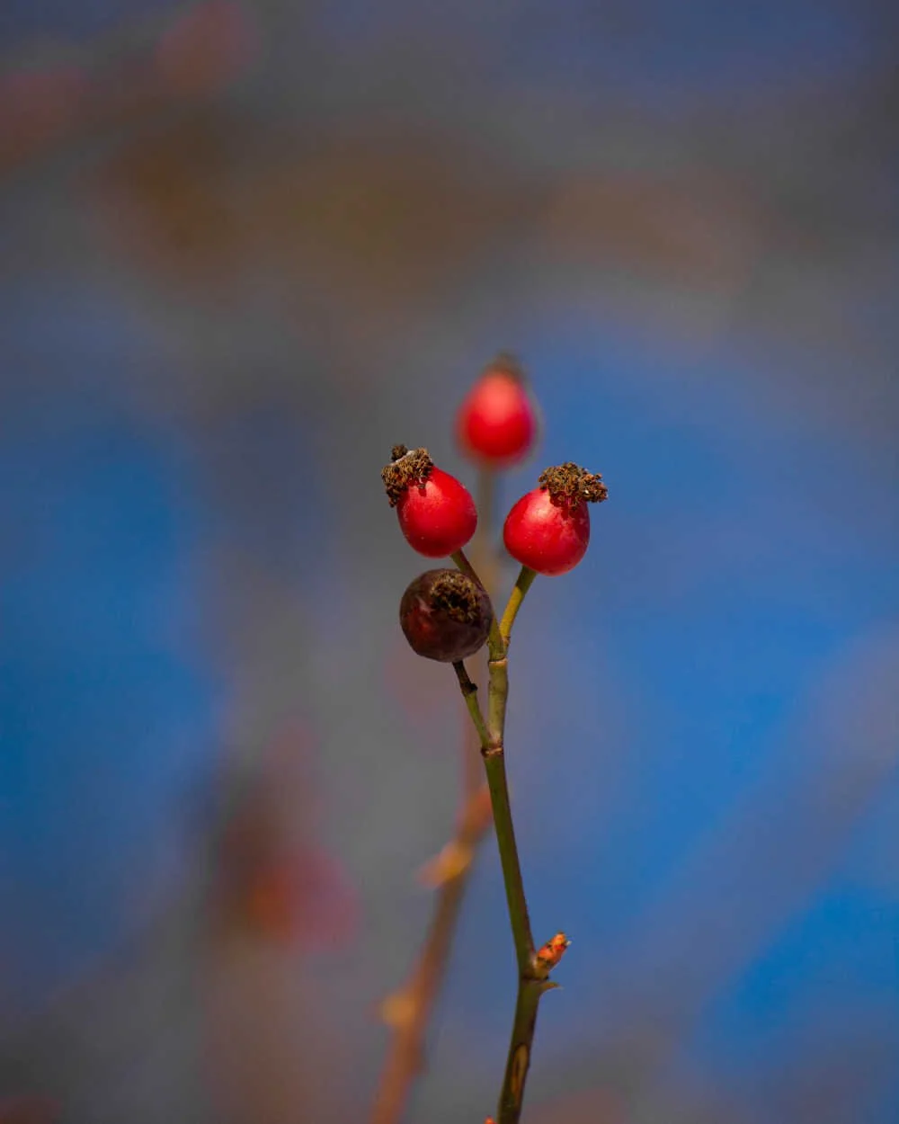 January - Red rosehip berries