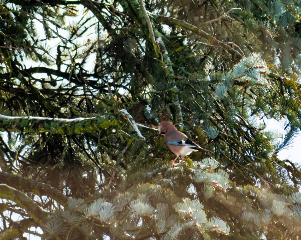 January - Jay curiously observing a pinecone