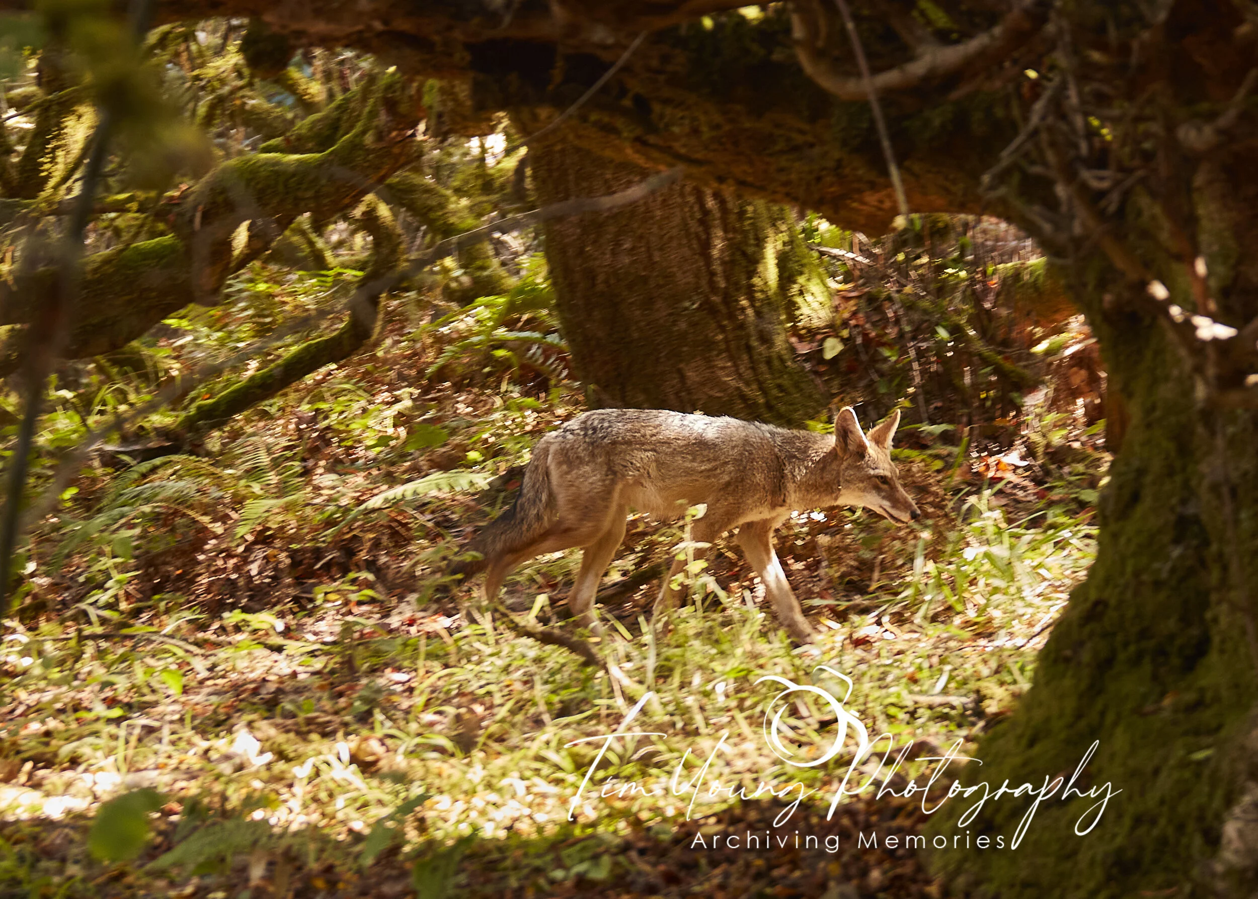 Yosemite0519.jpg