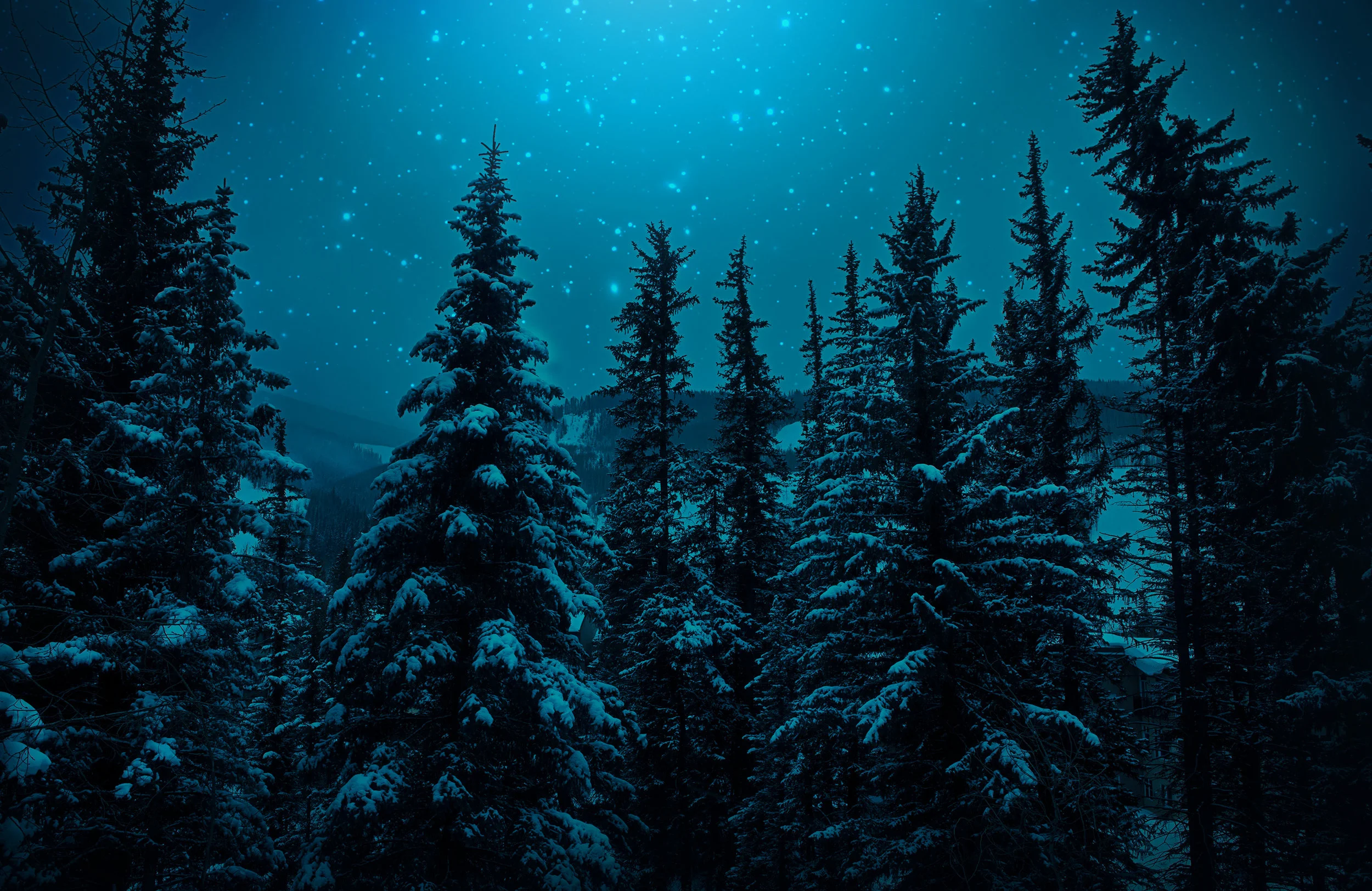 Coldorado Pinetrees.jpg