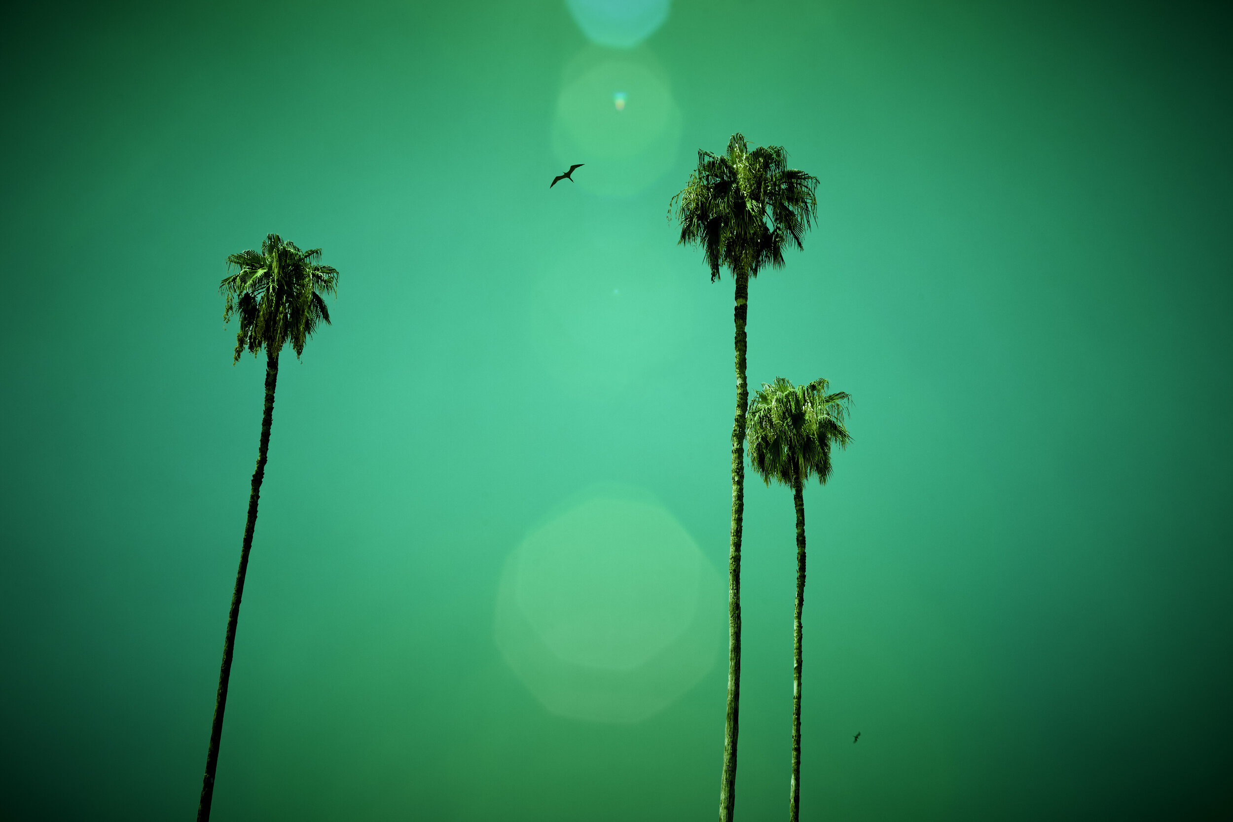 Palm Trees with Lone Bird_9805.jpg