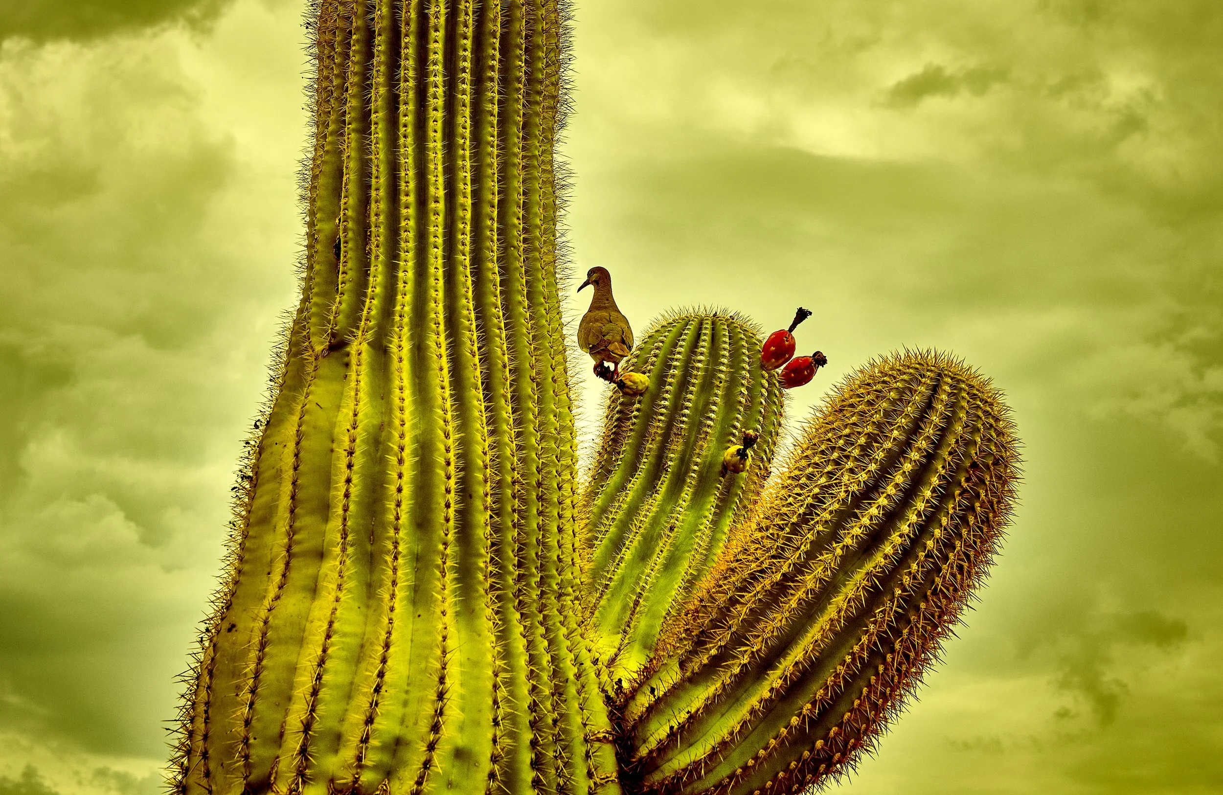 CU of Catus With Bird.jpg