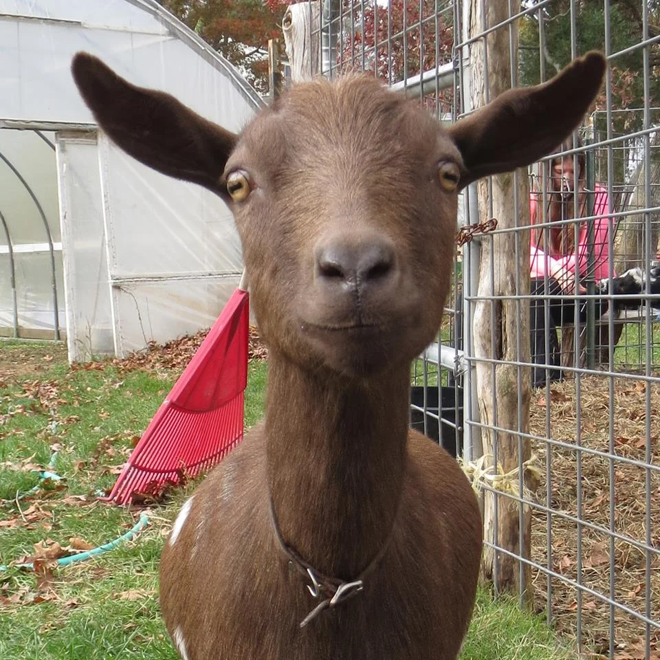 Coonamessett Farm Eco Cross