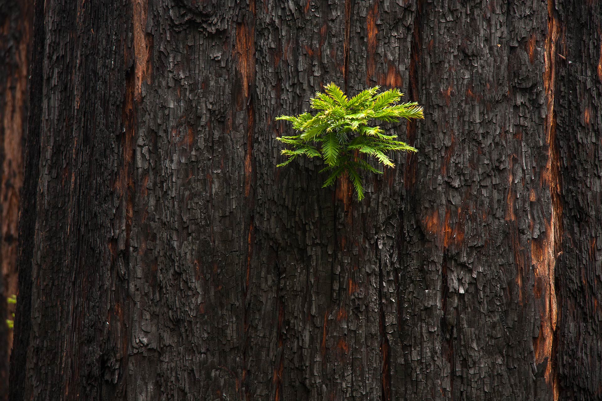 New_Growth_Burnt_Tree.jpg