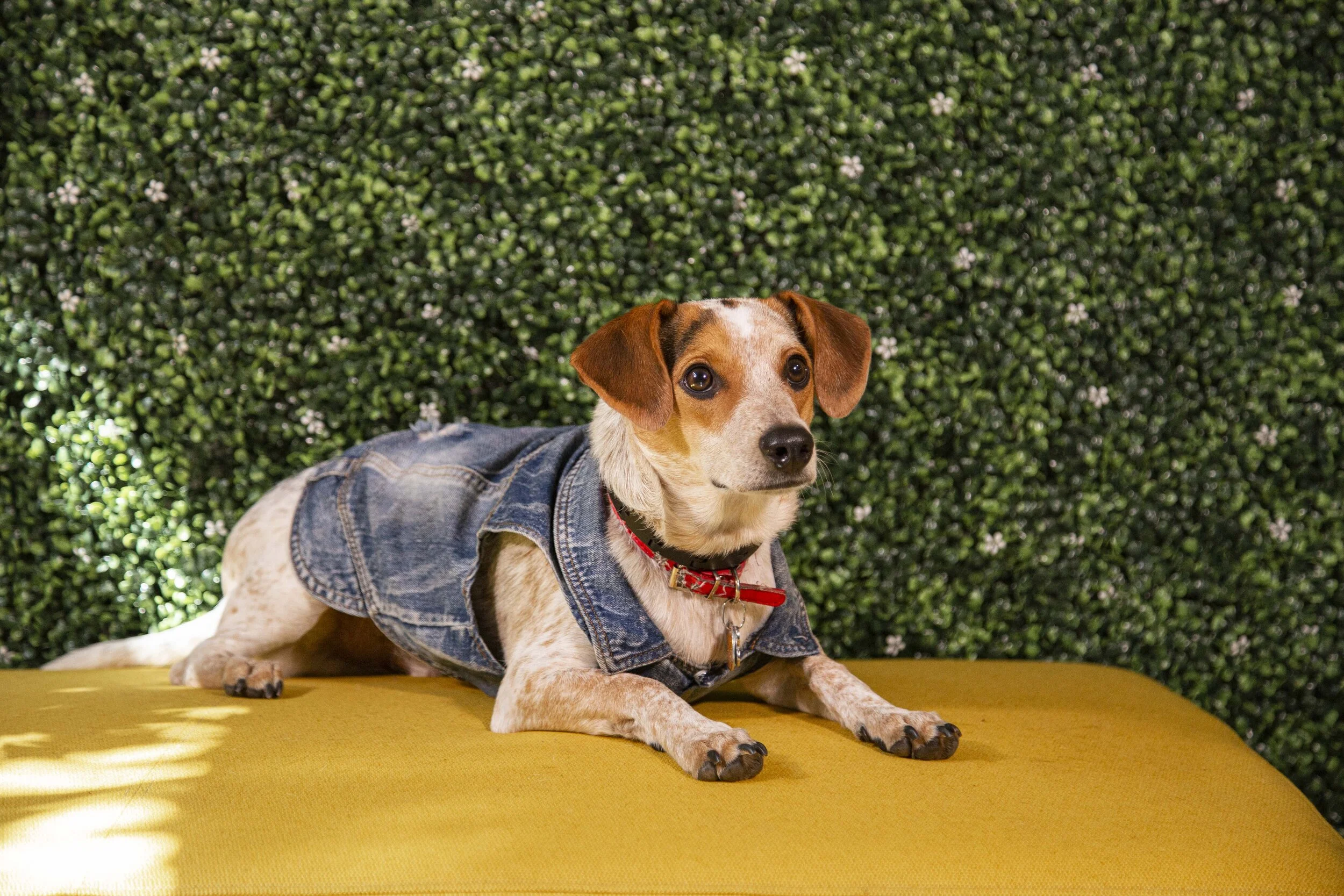 Ravenswood 2019 Dogs Saturday_3.jpg